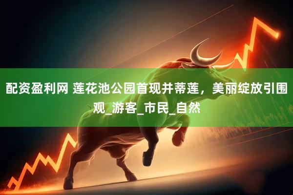 配资盈利网 莲花池公园首现并蒂莲，美丽绽放引围观_游客_市民_自然